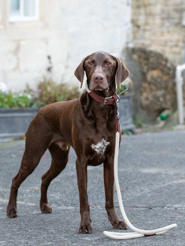 Hugo & Hudson Brown Rope and Suede Leather Dog Lead - Image 2 of 6