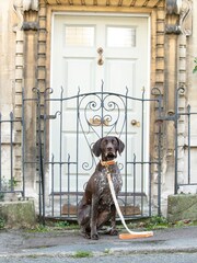 Hugo & Hudson Brown Flat Rope Leather Dog Lead - Image 1 of 6
