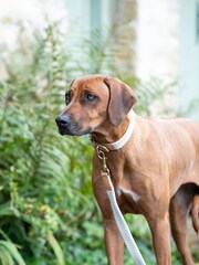 Hugo & Hudson Brown Flat Rope Leather Dog Lead - Image 2 of 6