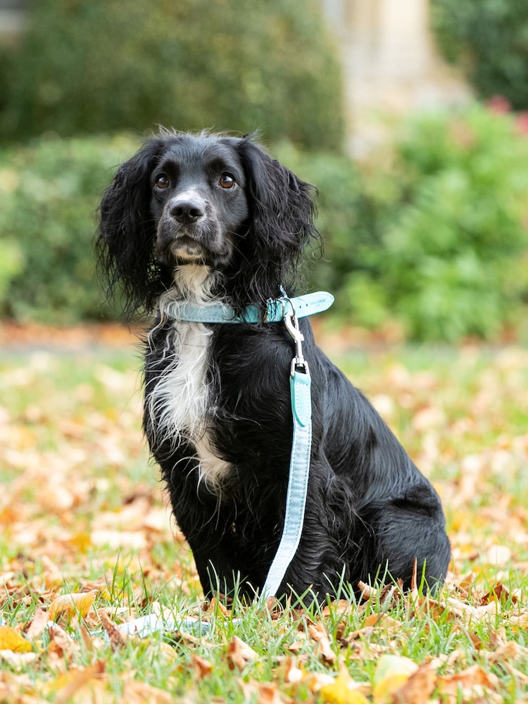 Hugo & Hudson Light Blue Fabric and Suede Leather Dog Collar - Image 1 of 5