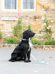 Hugo & Hudson Light Blue Fabric and Suede Leather Dog Collar - Image 2 of 5