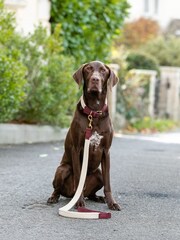 Hugo & Hudson Red Flat Rope Leather Dog Lead - Image 1 of 6