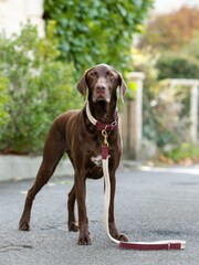 Hugo & Hudson Red Flat Rope Leather Dog Lead - Image 2 of 6