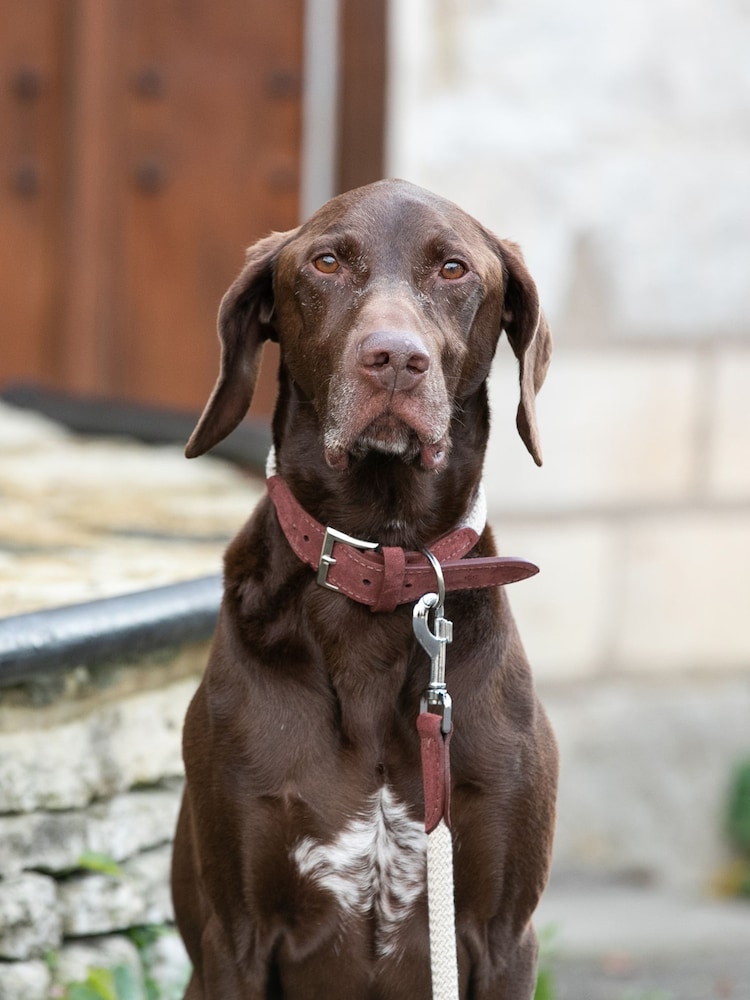 Hugo & Hudson Brown Rope and Suede Leather Dog Collar - Image 1 of 6