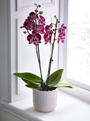 Multi Orchid Real Plant in Ceramic Pot - Image 1 of 3