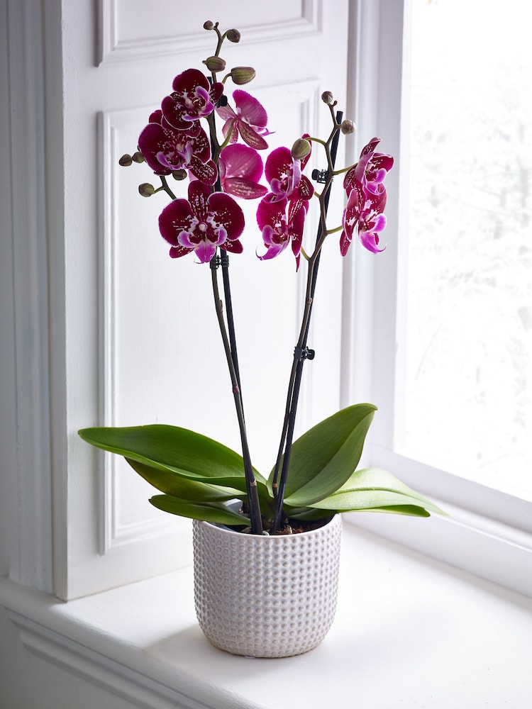 Multi Orchid Real Plant in Ceramic Pot - Image 1 of 3
