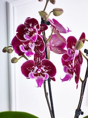 Multi Orchid Real Plant in Ceramic Pot - Image 2 of 3