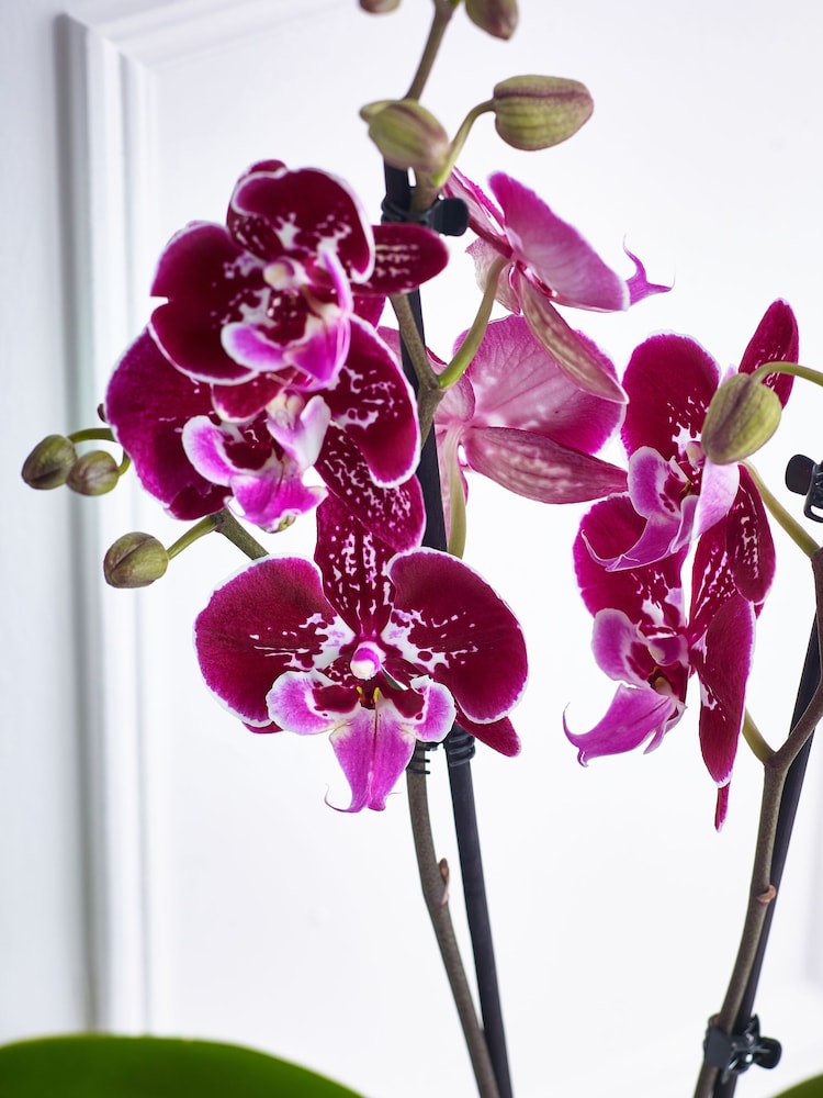 Multi Orchid Real Plant in Ceramic Pot - Image 2 of 3