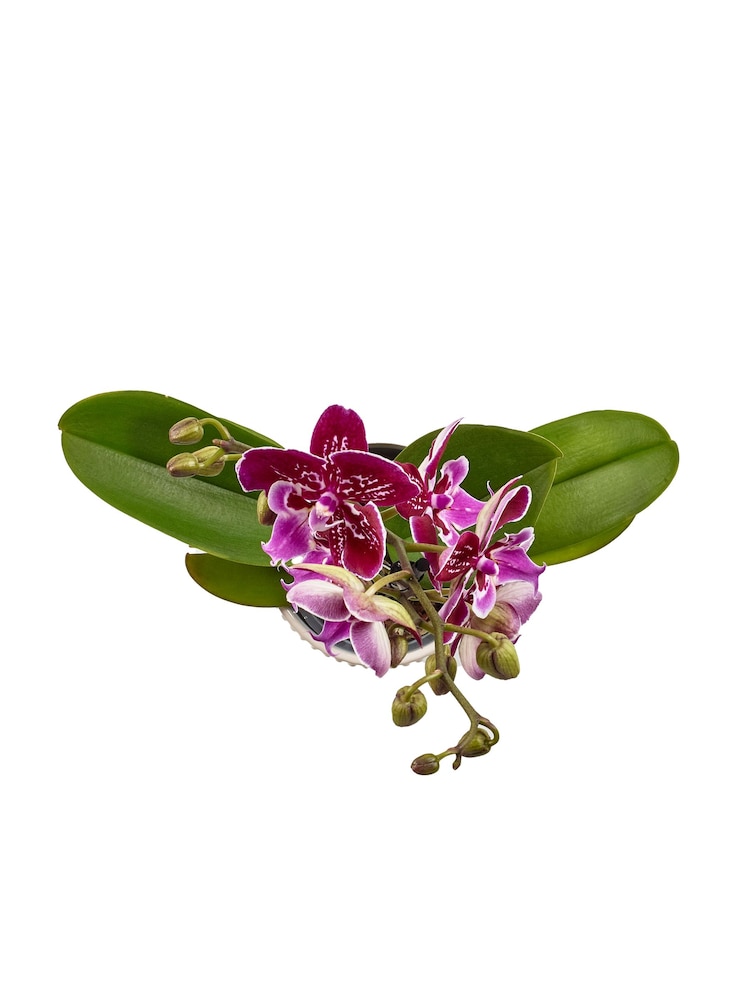 Multi Orchid Real Plant in Ceramic Pot - Image 3 of 3