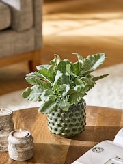 Green Artificial Reactive Cabbage Plant - Image 1 of 3