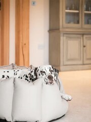 Lords and Labradors Natural High Sided Dog Bed Rhino Leather - Image 2 of 6