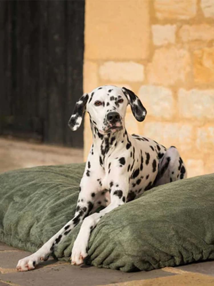 Lords and Labradors Green Dog Drying Cushion Cover - Image 1 of 7
