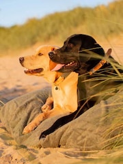 Lords and Labradors Green Dog Drying Cushion Cover - Image 5 of 7