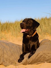 Lords and Labradors Green Dog Drying Cushion Cover - Image 6 of 7