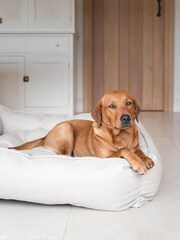 Lords and Labradors Natural Dog Box Bed in Rhino Leather - Image 2 of 6
