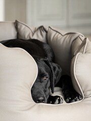 Lords and Labradors Mink Brown High Sided Dog Bed Rhino Leather - Image 5 of 6