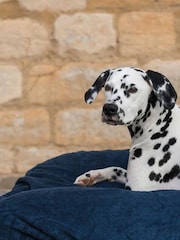 Lords and Labradors Blue Dog Drying Cushion Cover - Image 1 of 7