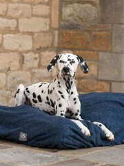 Lords and Labradors Blue Dog Drying Cushion Cover - Image 2 of 7