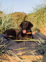 Lords and Labradors Blue Dog Drying Cushion Cover - Image 4 of 7