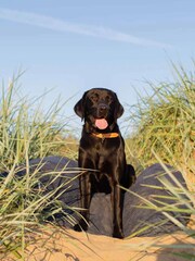 Lords and Labradors Blue Dog Drying Cushion Cover - Image 5 of 7