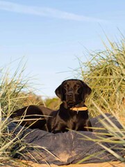 Lords and Labradors Blue Dog Drying Cushion Cover - Image 6 of 7
