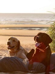 Lords and Labradors Blue Dog Drying Cushion Cover - Image 7 of 7