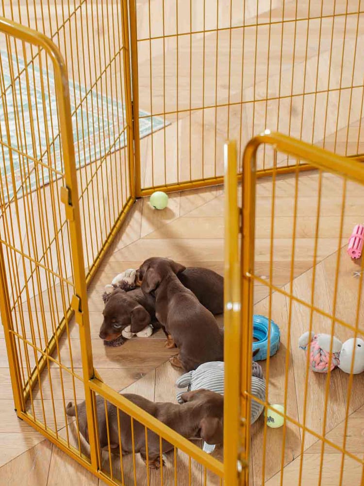 Puppy Playpen Best Crate Toys For Puppies Buy Lords And Labradors