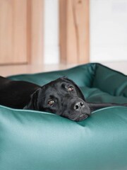 Lords and Labradors Green Dog Box Bed in Rhino Leather - Image 2 of 7