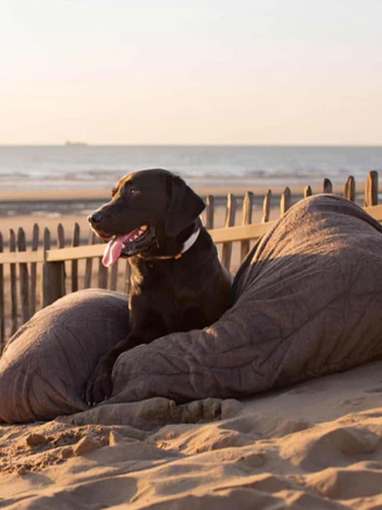 Lords and Labradors Brown Dog Drying Cushion Cover - Image 2 of 3 Lords and Labradors Brown Dog Drying Cushion Cover - Image 2 of 3