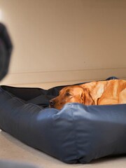 Lords and Labradors Blue Dog Box Bed in Rhino Leather - Image 5 of 5