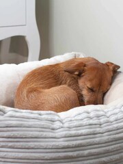 Lords and Labradors Light Grey Essentials Dog Box Bed - Image 2 of 3