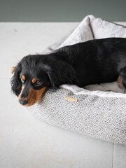 Lords and Labradors Light Grey Essentials Herdwick Dog Box Bed - Image 5 of 6