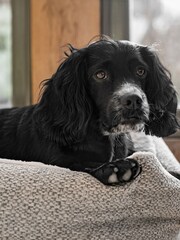 Lords and Labradors Light Grey Essentials Herdwick Dog Box Bed - Image 6 of 6