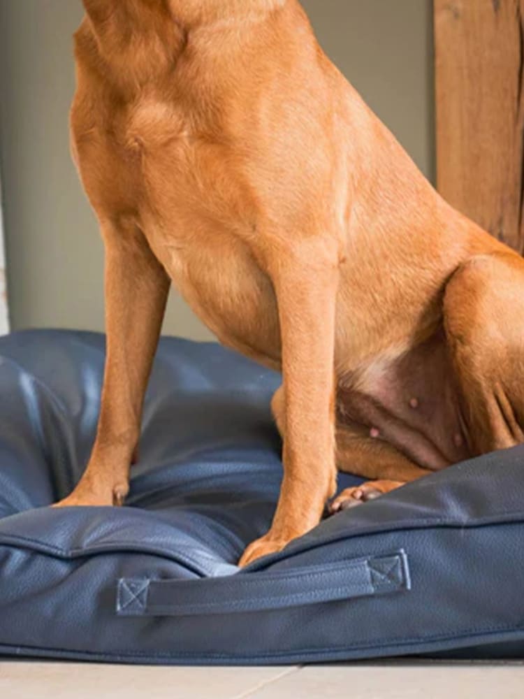 Lords and Labradors Blue Handled Dog Cushion Rhino Leather - Image 2 of 4
