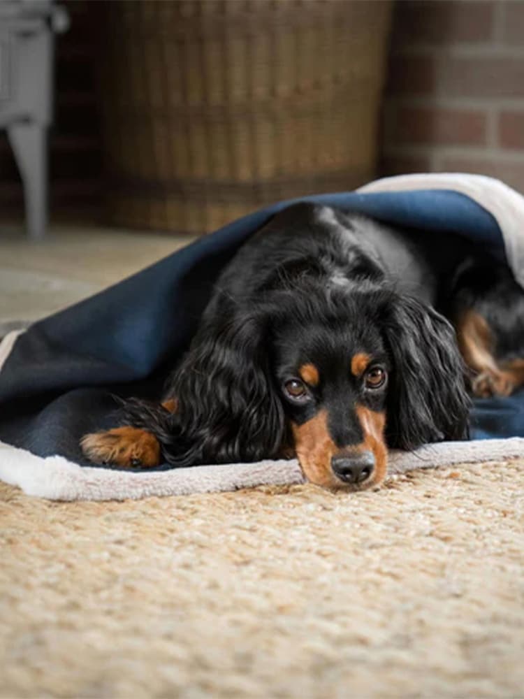 Lords and Labradors Blue Essentials Twill Dog Blanket - Image 1 of 5