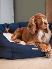 Lords and Labradors Blue Essentials Twill Oval Dog Bed - Image 1 of 5