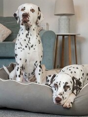Lords and Labradors Grey Savanna Box 100% Cotton Dog Bed - Image 1 of 5