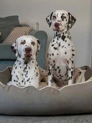 Lords and Labradors Grey Savanna Box 100% Cotton Dog Bed - Image 3 of 5