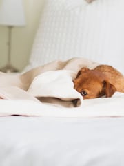Lords and Labradors Natural Savanna 100% Cotton Dog Blanket - Image 2 of 3