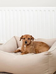 Lords and Labradors Natural Savanna Box 100% Cotton Dog Bed - Image 2 of 6