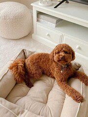 Lords and Labradors Natural Savanna Box 100% Cotton Dog Bed - Image 4 of 6