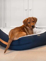 Lords and Labradors Blue Essentials Twill Oval Dog Bed - Image 1 of 5