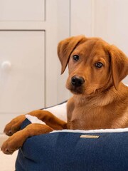 Lords and Labradors Blue Essentials Twill Oval Dog Bed - Image 2 of 5