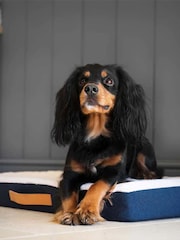 Lords and Labradors Blue Essentials Twill Orthopaedic Dog Mattress - Image 1 of 5