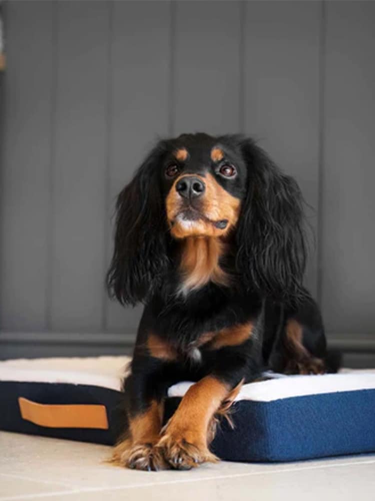 Lords and Labradors Blue Essentials Twill Orthopaedic Dog Mattress - Image 1 of 5