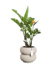 elho Beige Amber Roll Low Indoor and Outdoor Plant Pot - Image 3 of 6