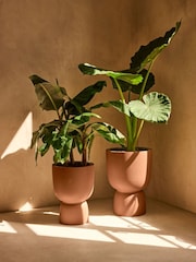 elho Brown Amber Coupe Indoor and Outdoor Plant Pot - Image 1 of 6