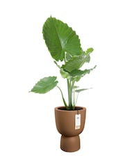 elho Brown Amber Coupe Indoor and Outdoor Plant Pot - Image 4 of 6
