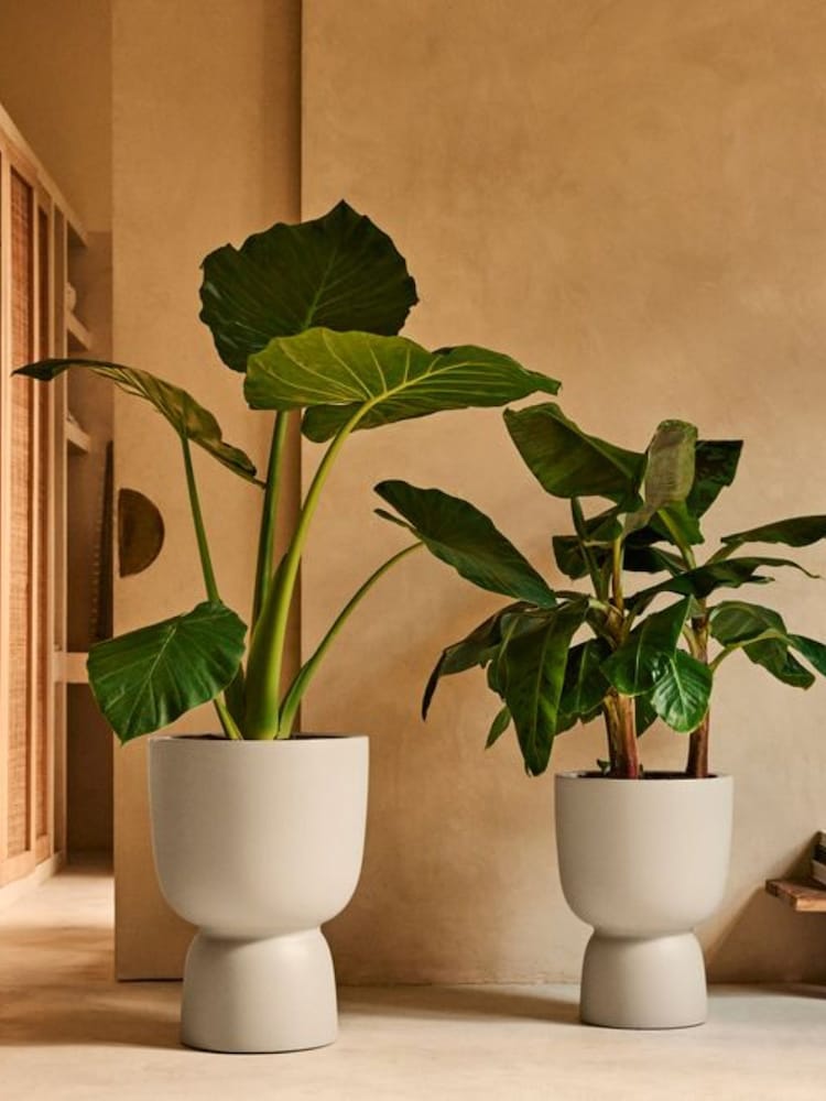 elho White Amber Coupe Indoor and Outdoor Plant Pot - Image 2 of 5 elho White Amber Coupe Indoor and Outdoor Plant Pot - Image 2 of 5