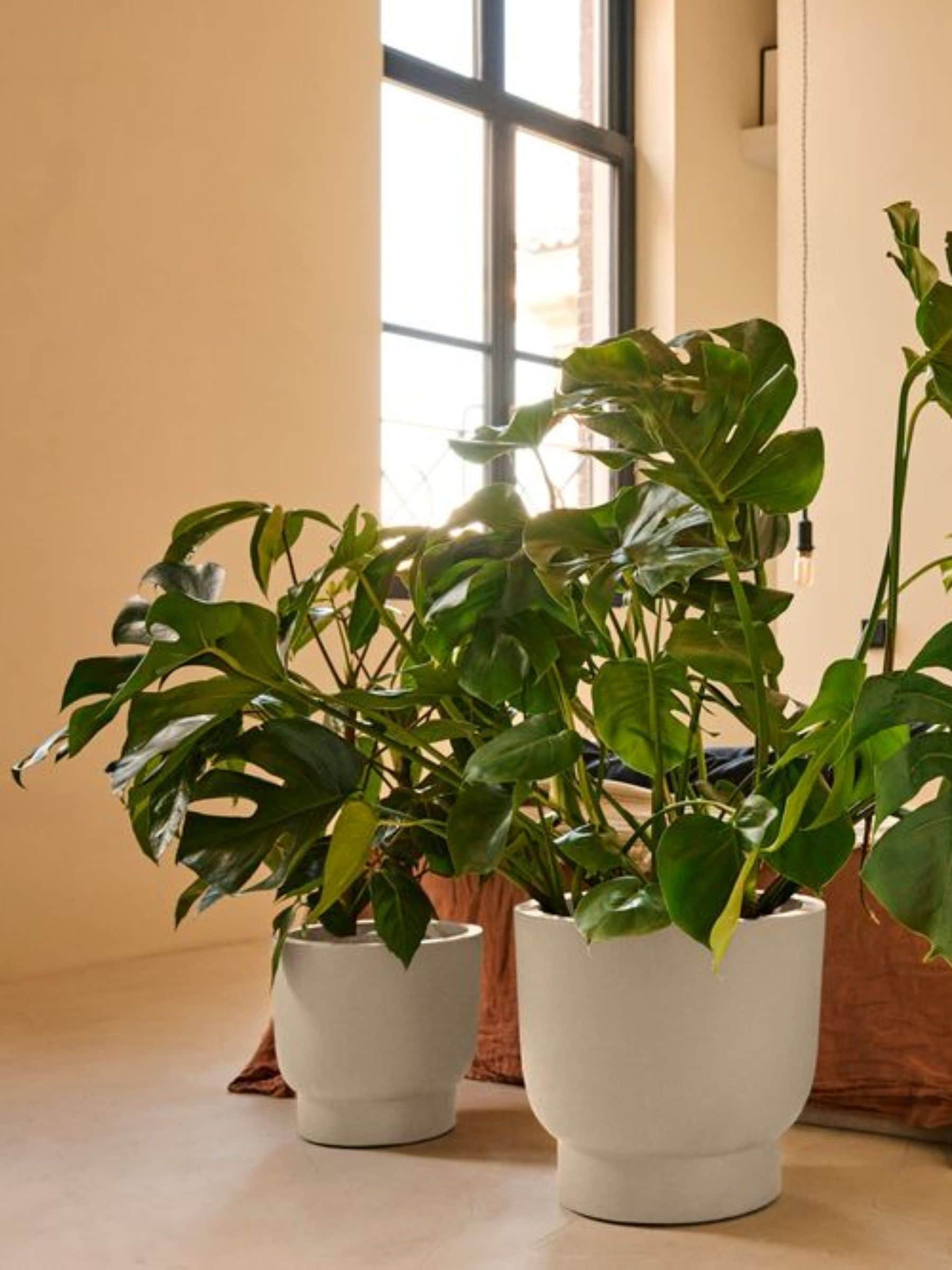 B&Q -  Elho Amber Grail 47WhiteIndoor And Outdoor100% Recycled - Image 3